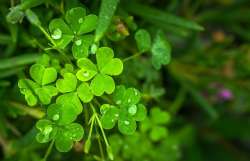 St. Patrick's Day Shamrocks