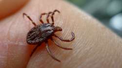 Avoiding tick-borne diseases