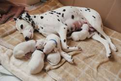 Backyard Breeder Warning Signs