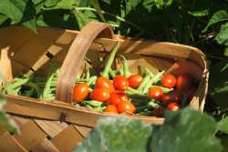 Vegetable Basket