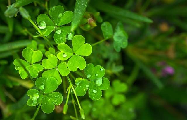 St. Patrick's Day Shamrocks