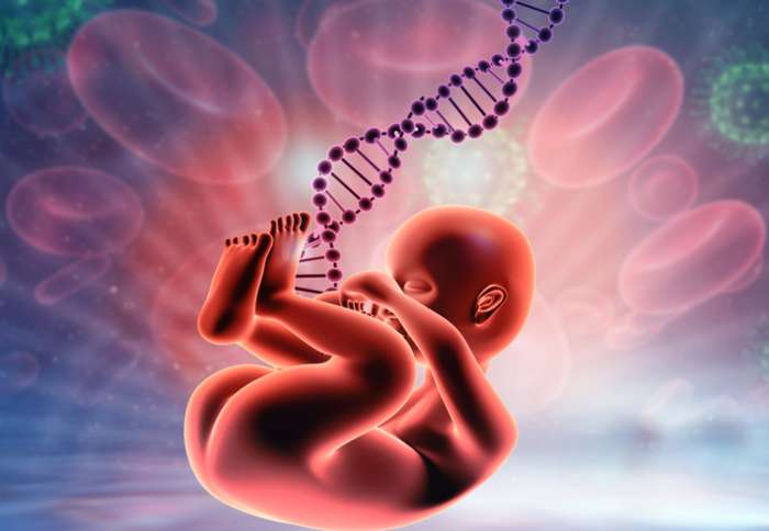 Cartoon of baby and the placenta 