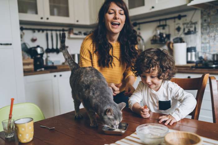 What is Cat Scratch Fever?